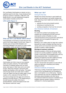Elm Leaf Beetle in the ACT - Factsheet