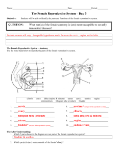 Day 3 Female Anatomy - Answer Sheet