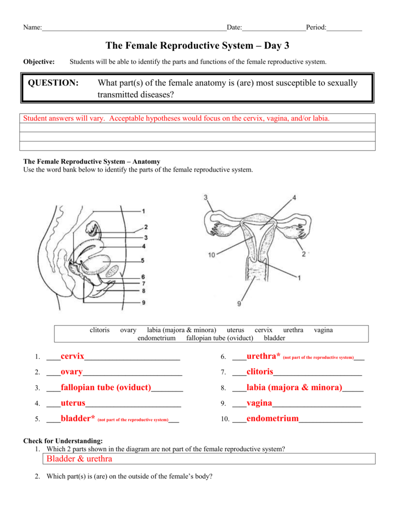 Day 11 Female Anatomy - Answer Sheet With The Female Reproductive System Worksheet