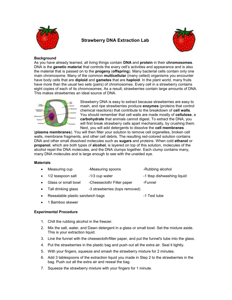 Strawberry Dna Extraction Lab Worksheet