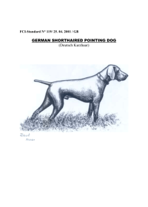 german shorthaired pointing dog
