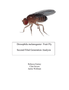 Conclusion to Drosophila paper
