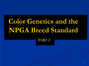 Color Genetics and the NPGA Breed Standard PART 2 1