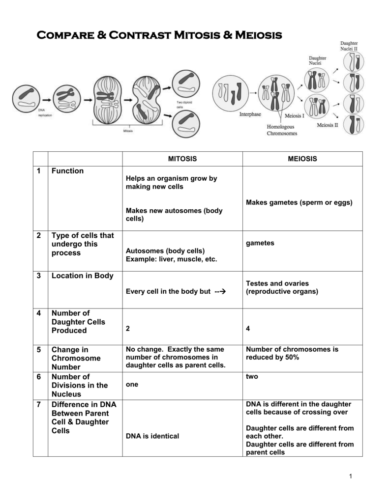 Mitosis And Meiosis Comparison Chart Answer Key