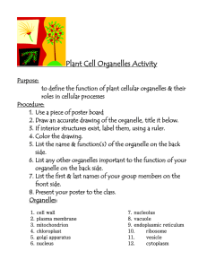 Plant Cell Organelles Activity