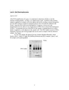 Lab 4: Gel Electrophoresis - Cal State LA