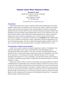 Disease Lesion Mimic Mutants of Maize