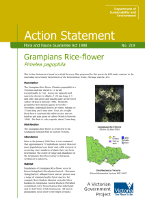 Grampians Rice-flower (Pimelea pagophila) accessible