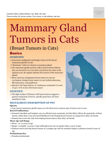 mammary_gland_tumors_in_cats