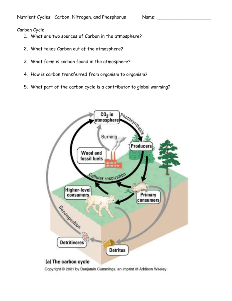 Nutrient Cycles: Carbon, Nitrogen, and Phosphorus Name: In Nutrient Cycles Worksheet Answers