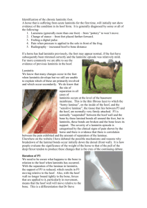 Examination of Horse`s Feet