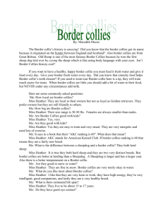 border collies report MM