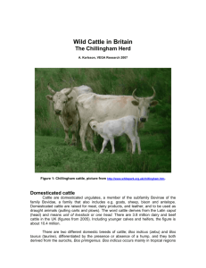 Wild Cattle