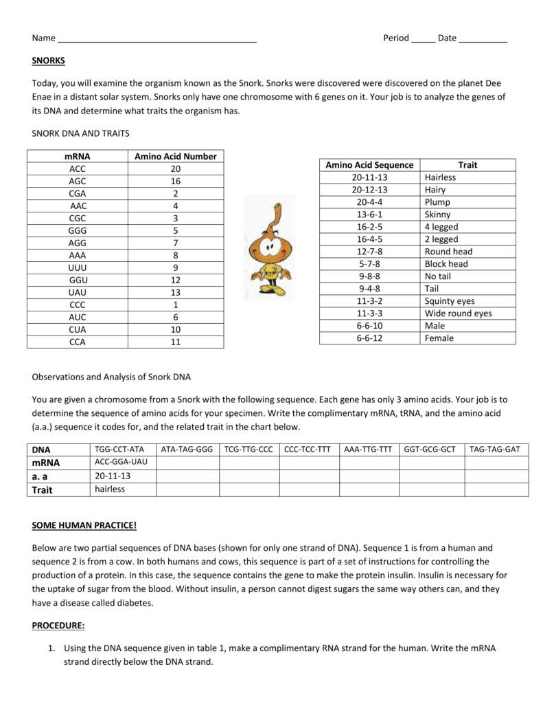 Dna Rna And Snorks Worksheet Answers Ivuyteq