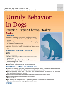 unruly_behaviors_in_dogs