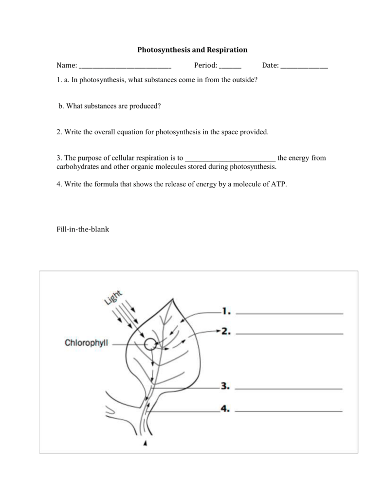 Photosynthesis and Respiration For Photosynthesis And Respiration Worksheet