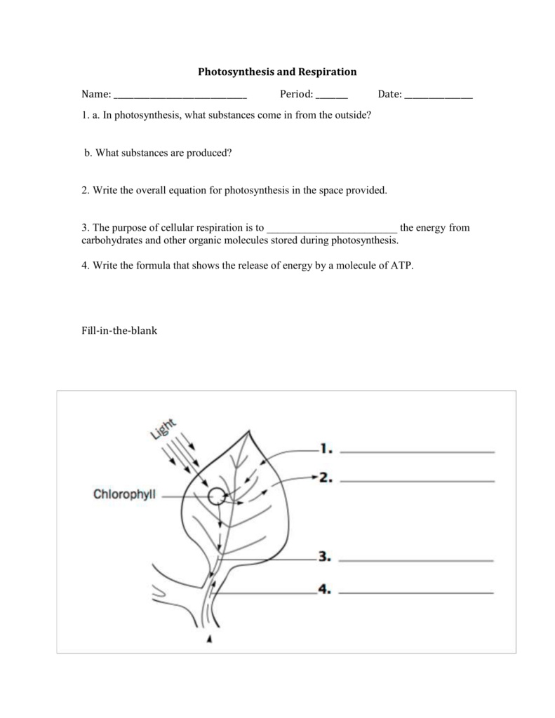 Photosynthesis and Respiration With Regard To Photosynthesis Worksheet High School