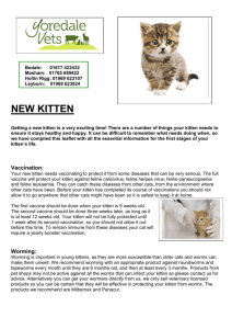 New Kitten Information