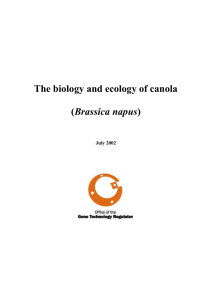 Biology of canola - Food and Agriculture Organization of the United