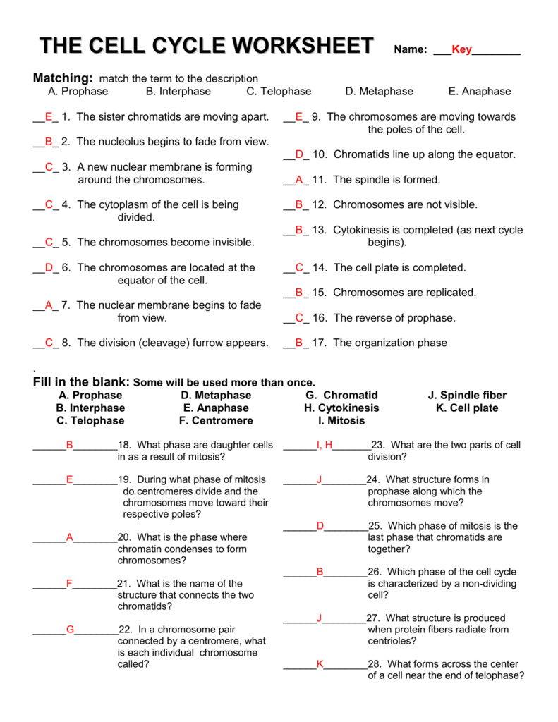 Cell Cycle Worksheet Pdf