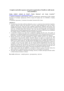 Complete nucleotide sequence and genetic organization of