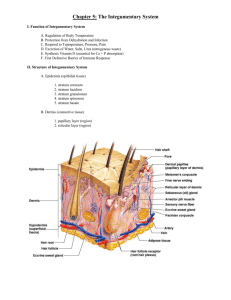 Chapter 5: The Integumentary System I. Function of Integumentary