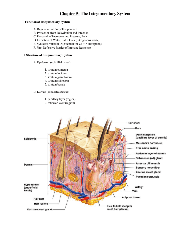 Chapter 5 The Integumentary System I Function Of Integumentary