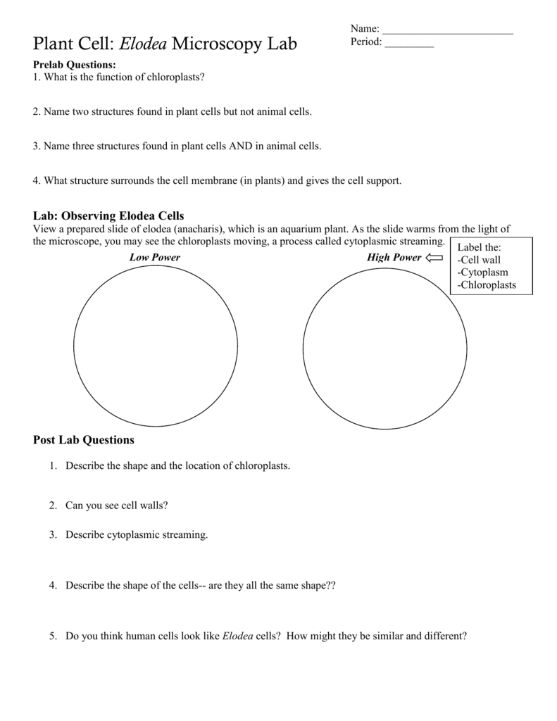 Plant Cell Lab