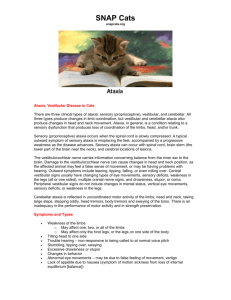 SNAP Cats snapcats.org Ataxia, Vestibular Disease in Cats There