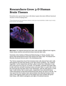 Researchers Grow 3-D Human Brain Tissues
