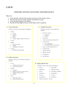 (18) Urinary System Anatomy