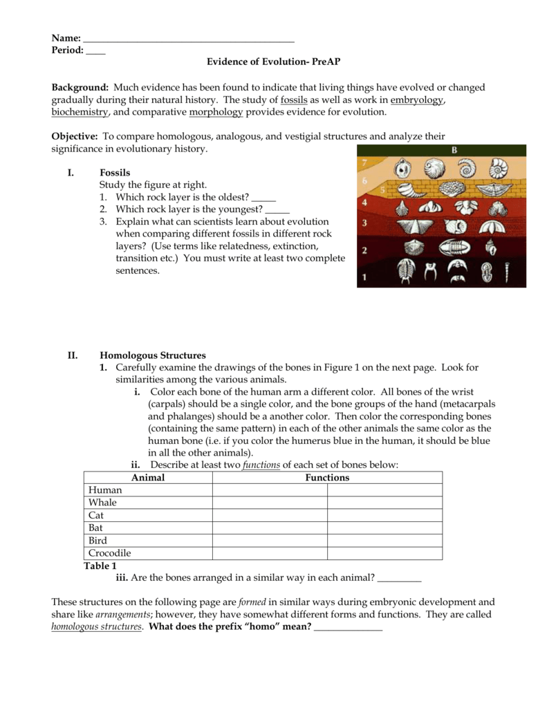 Evidence of Evolution - Fort Bend ISD / Homepage Inside Evidence For Evolution Worksheet Answers