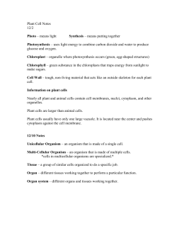 Specialized Cells Worksheet_CB13