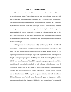 13-dna electrophoresis