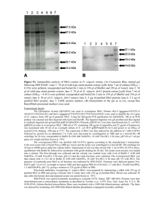Figure S1. Immunoblot analysis of Rbr2 content in D. vulgaris strains