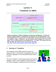 Lecture 3-Translation of mRNA