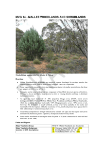 Mallee Woodlands and Shrublands