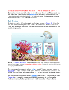 Cnidarians Information Packet – Please Return to 147