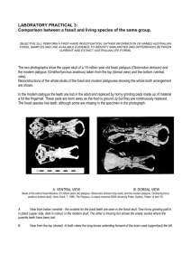 Outcome 2(c) platypus fossil comparison ANSWERS