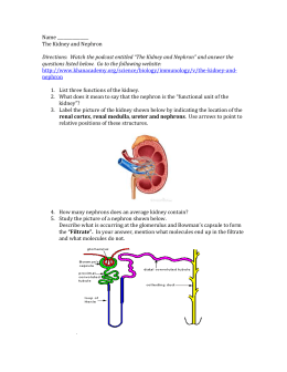 Intro to Urinary System worksheet