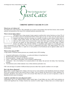 chronic renal failure in cats - Just Cats Vet Clinic