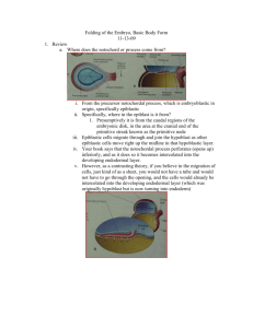 Folding of the Embryo 11-13-09