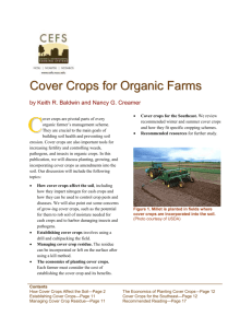 Summer Cover Crops - Center for Environmental Farming Systems