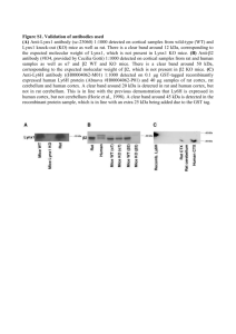 Figure S1. Validation of antibodies used (A) Anti