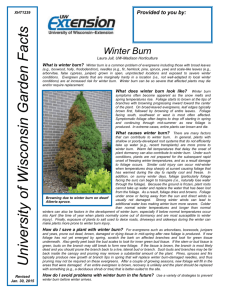 What is winter burn?