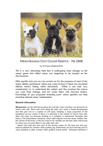 French Bulldog Coat Colour Genetics