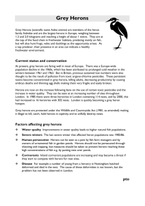 Grey Herons - London Biodiversity Partnership