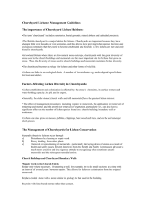 Management Guidelines for Churchyards Lichens (MS Word Doc)