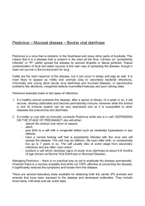 Pestivirus – Mucosal disease – Bovine viral diarrhoea