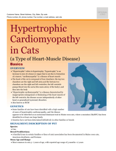 hypertrophic_cardiomyopathy_in_cats